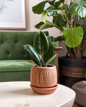ficus robusta mini planta contexto
