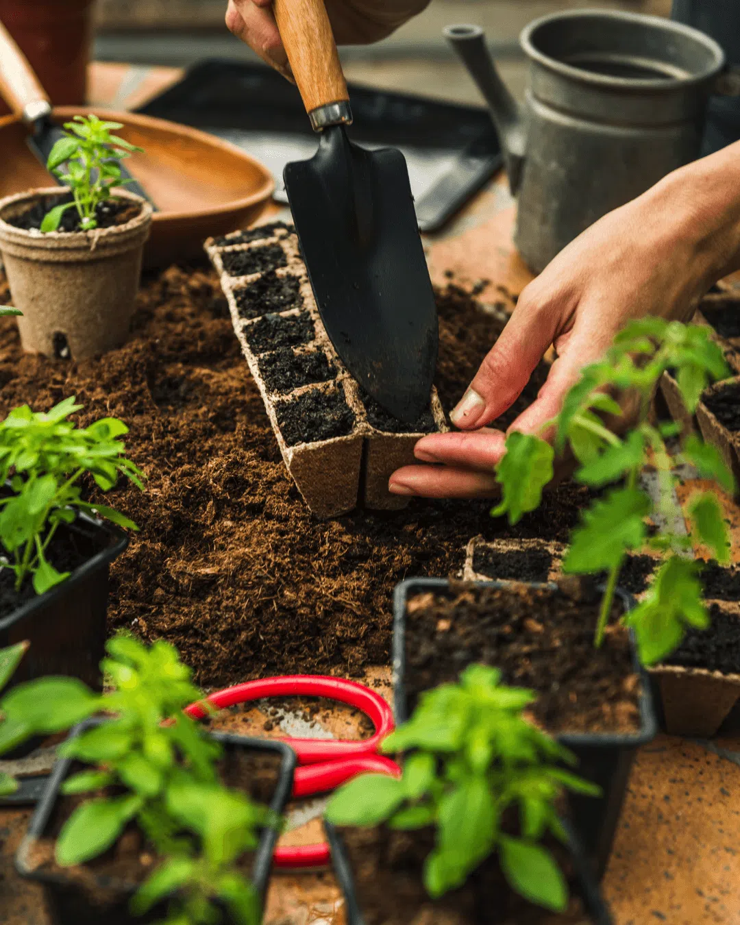 germinar-semillas-albahaca germinar-semillas-albahaca