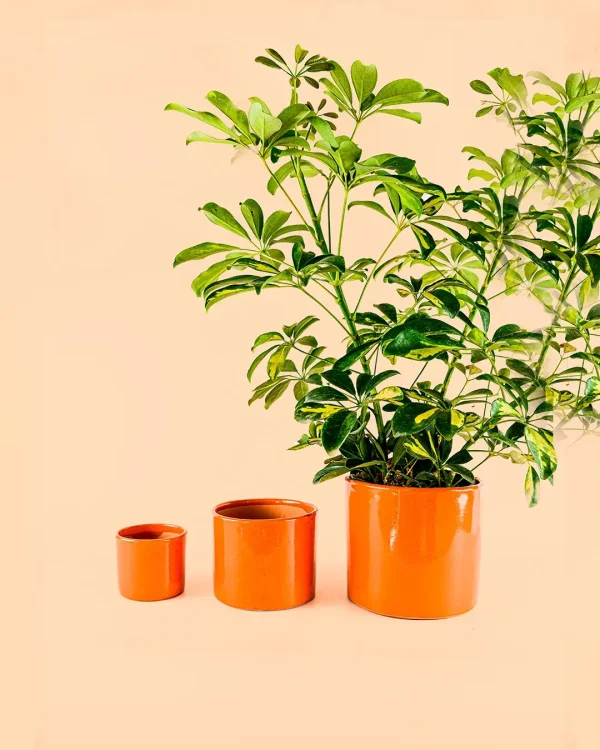 maceta-naranja-l-planta