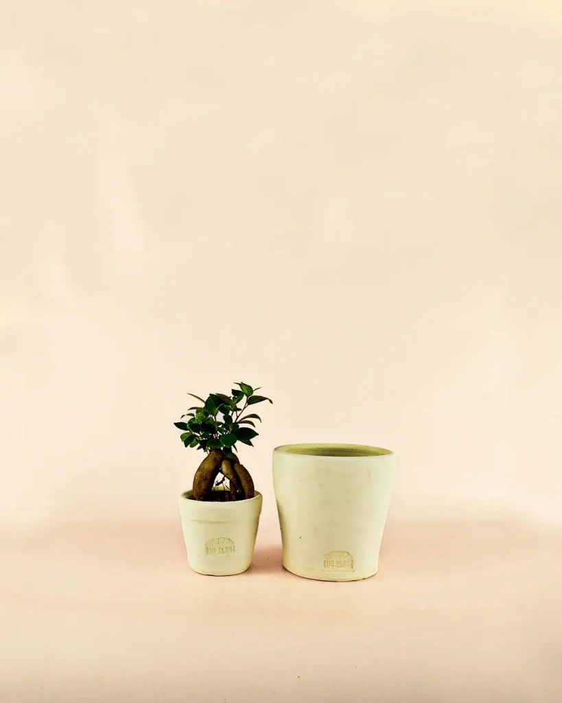 mini-maceta-purplant-blanca-planta