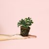 pilea-cadierei