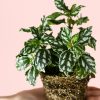 pilea-cadierei-hojas