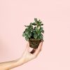 pilea-cadierei-planta