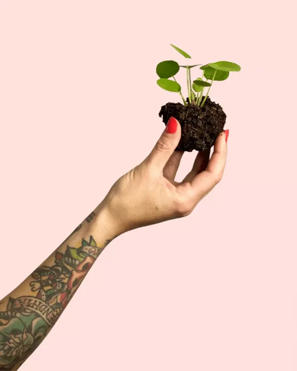 pilea-peperomioides-bebe-hojas