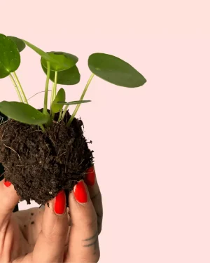 pilea-peperomioides-bebe-hojas-verdes