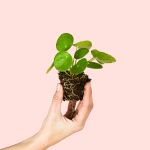 pilea-peperomioides-mini