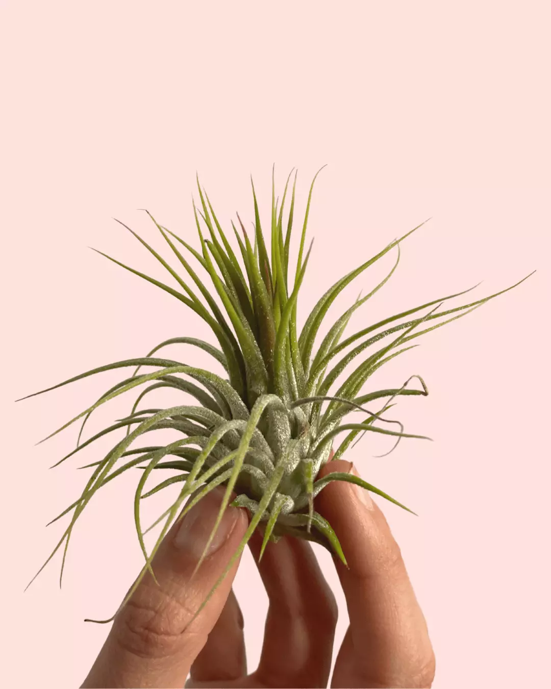 planta-aire-ionantha planta-aire-ionantha