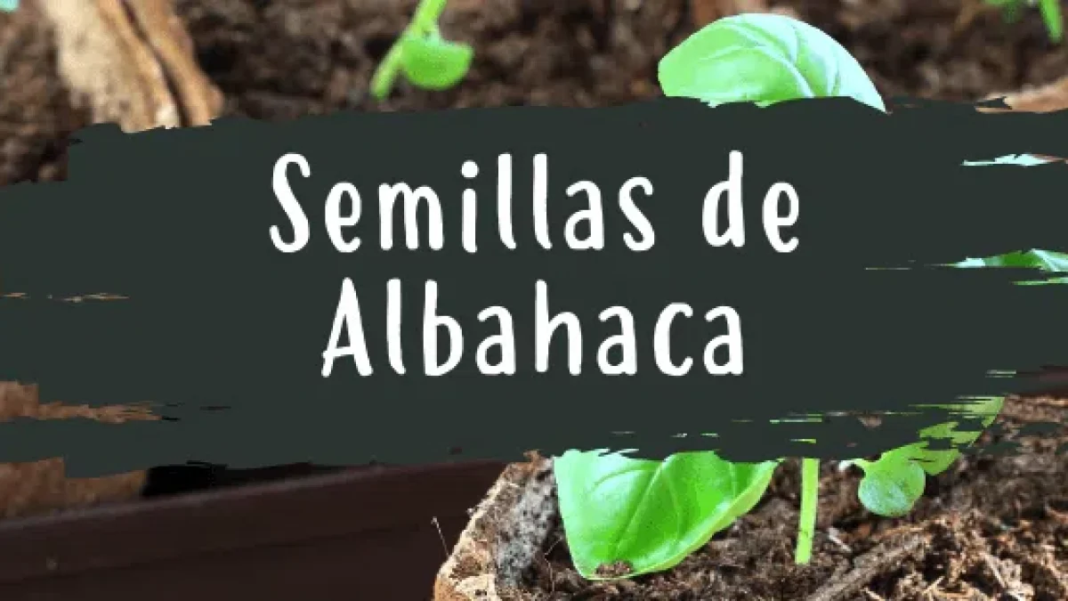 Desfavorable Indiferencia Accesorios Todo lo que necesitas saber sobre semillas de albahaca - Pur Plant Desfavorable Indiferencia Accesorios Todo lo que necesitas saber sobre semillas de albahaca - Pur Plant