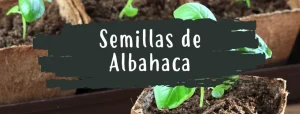plantar semillas de albahaca
