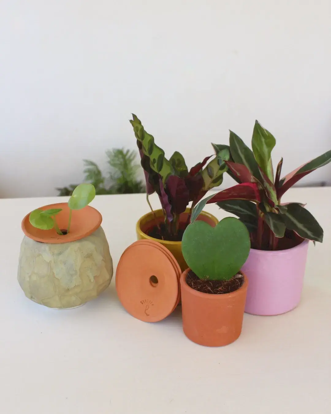 plantasdeinteriorpurplant plantasdeinteriorpurplant