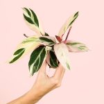 stromanthe-triostar-variegada