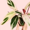 stromanthe-triostar-variegada-hoja