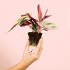 stromanthe-triostar-variegada-plantastromanthe-triostar-variegada-planta