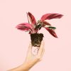 stromanthe-triostar-variegada-raiz