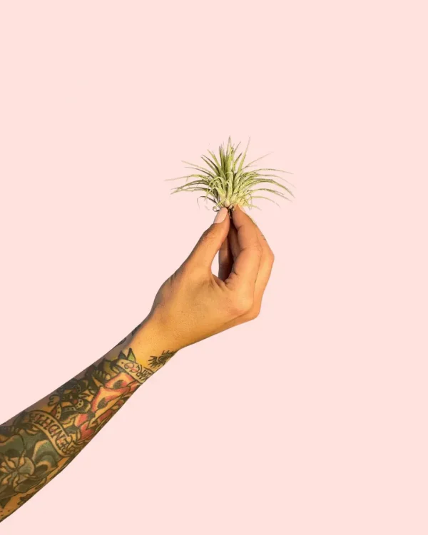 tillandsia-ionanta-claveldeaire