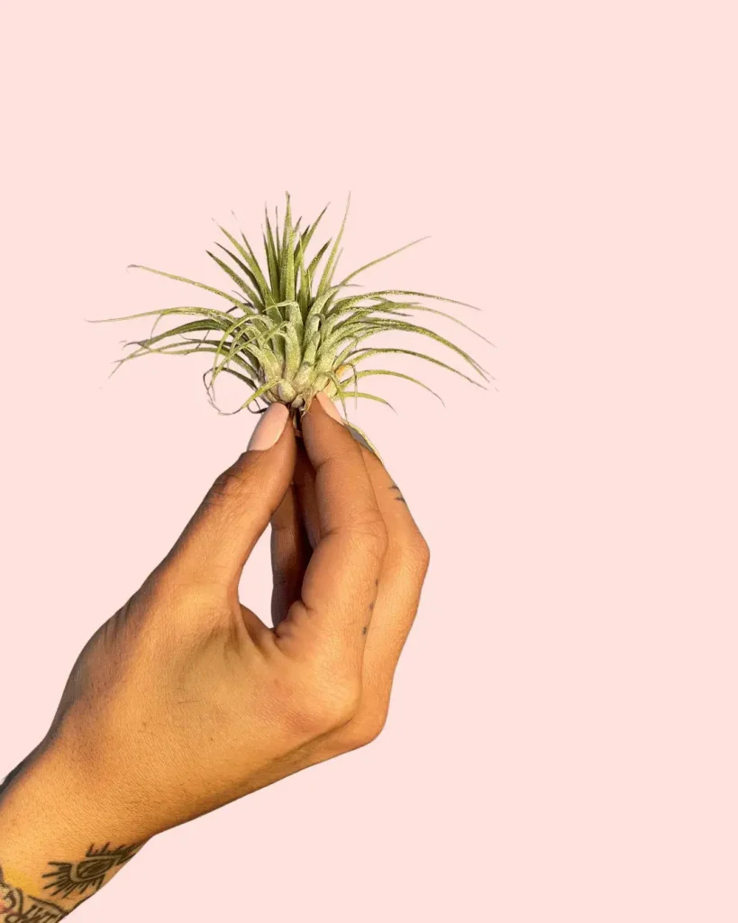 tillandsia-ionanta-plantadeaire