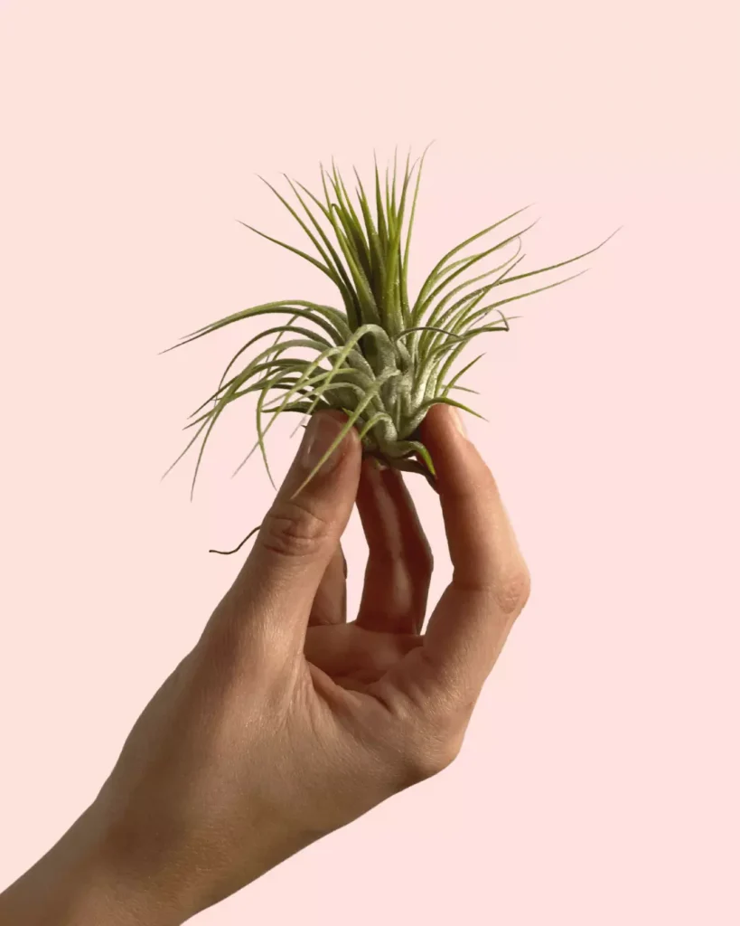 tillandsia-ionantha