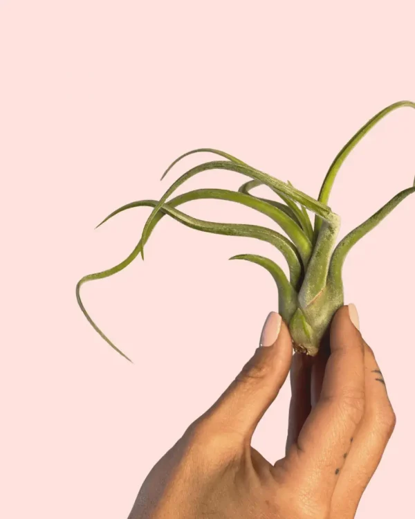 tillandsia-medusa-claveldeaire