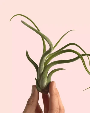 tillandsia-medusae-aire