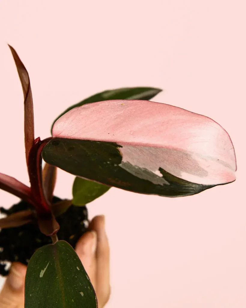 philodendronpinkprincess-hoja
