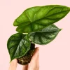 alocasia-dragonscale hojas