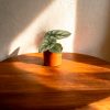 Bebé Alocasia Silver Dragon-contexto