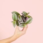 Tradescantia-nanouk