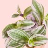 Tradescantia-nanouk-hojas