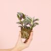 Tradescantia-nanouk-planta