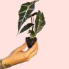 alocasia-amazonica-mini