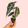alocasia-amazonica-mini-hoja