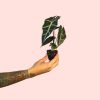 alocasia-amazonica-mini-planta