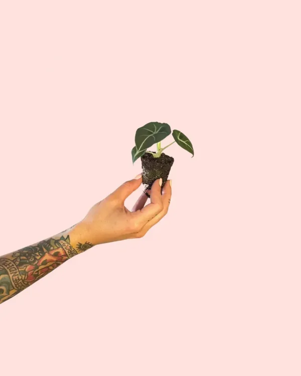 alocasia-black-velvet