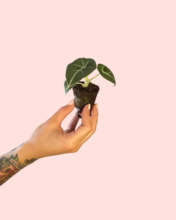 alocasia-black-velvet-hojas