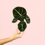 alocasia-black-velvet-mini