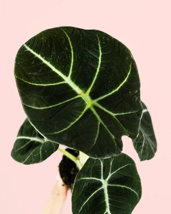 alocasia-black-velvet-mini-hoja