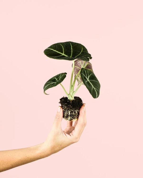 alocasia-black-velvet-mini-planta