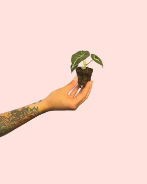 alocasia-black-velvet-tallo
