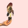 alocasia-cuprea-hoja