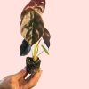 alocasia-cuprea-mini-detalle