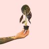 alocasia-cuprea-mini-planta
