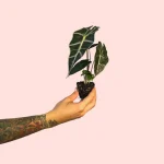 Bebé Alocasia Amazónica