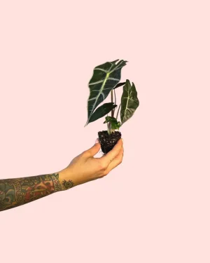 alocasia-curly-bambino