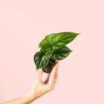 alocasia-dragon-mini