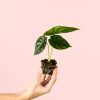alocasia-dragon-mini-planta