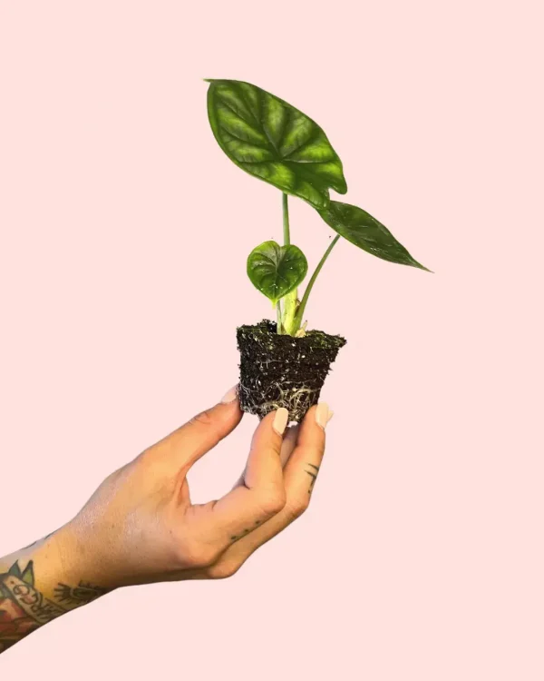 alocasia-dragon-scale-hoja