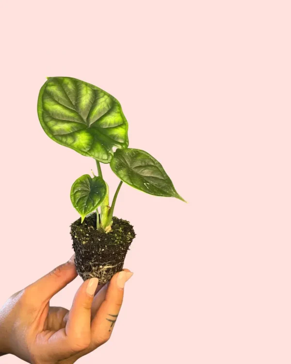 alocasia-dragon-scale-hojas