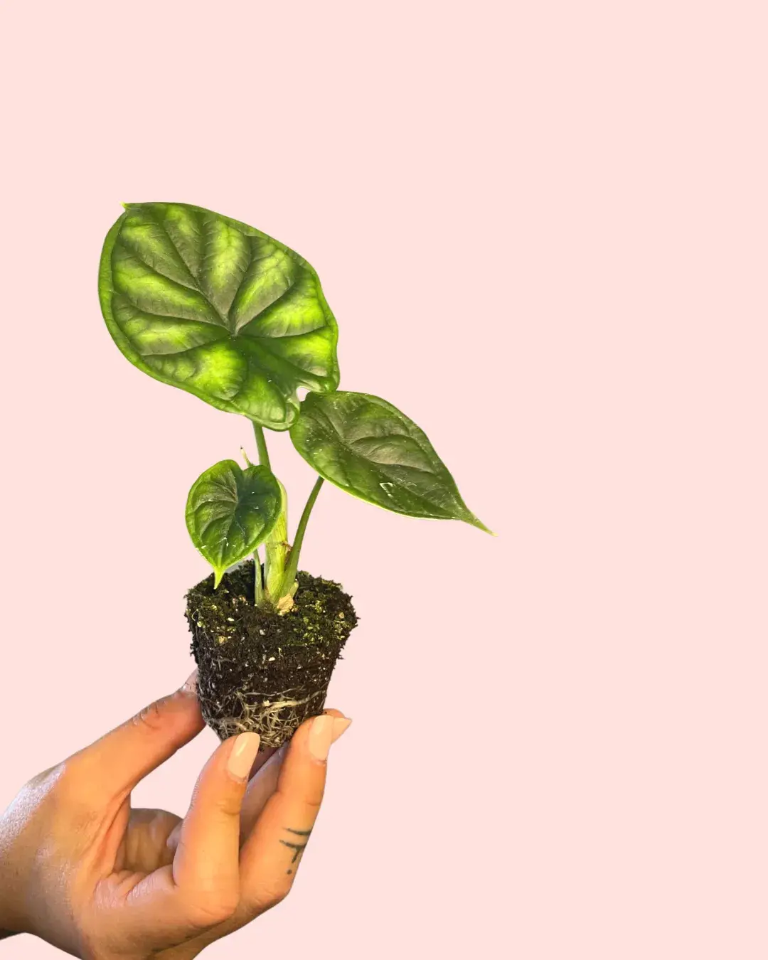 alocasia-dragon-scale-hojas alocasia-dragon-scale-hojas