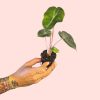alocasia-pink-dragon-hojas