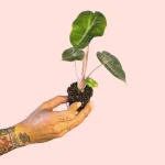 Bebé Alocasia Pink Dragon